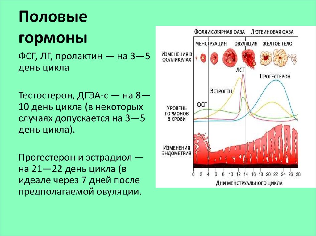 фолликулостимулирующий гормон